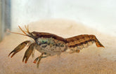 Texanus - Dwergkreeft